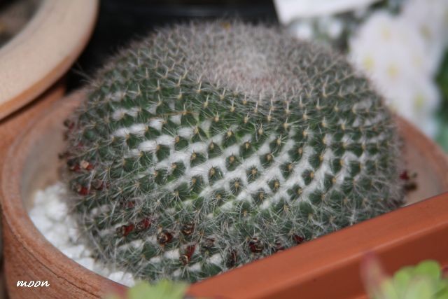 M.Hahniana